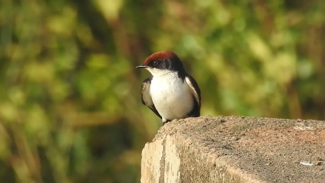 Wire-tailed Swallow - ML409902671