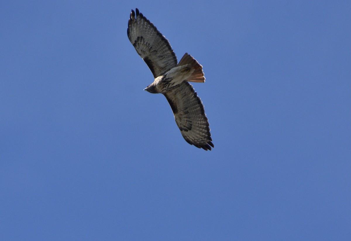 Red-tailed Hawk (umbrinus) - Mia Majetschak