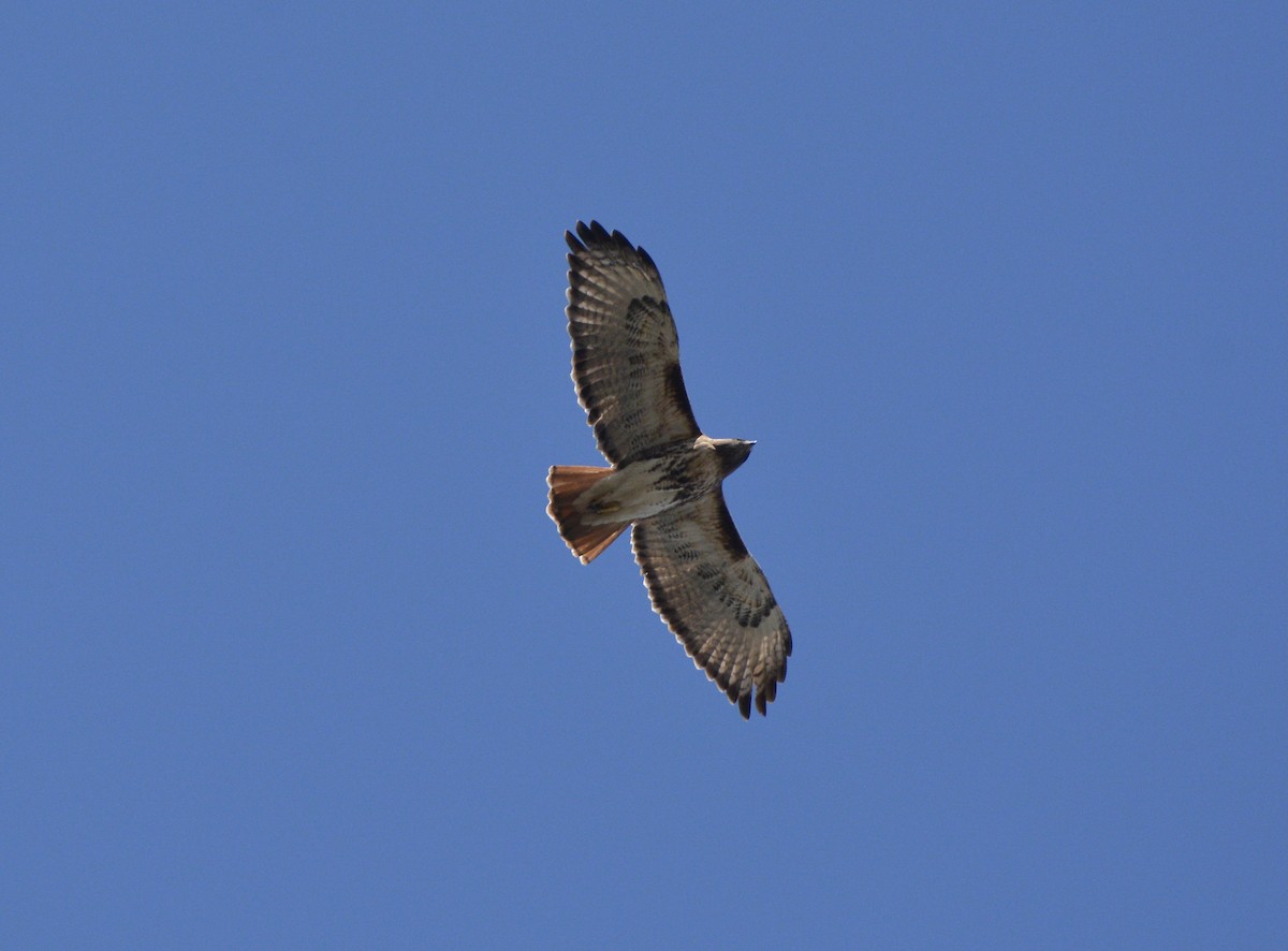 Red-tailed Hawk (umbrinus) - ML409909501