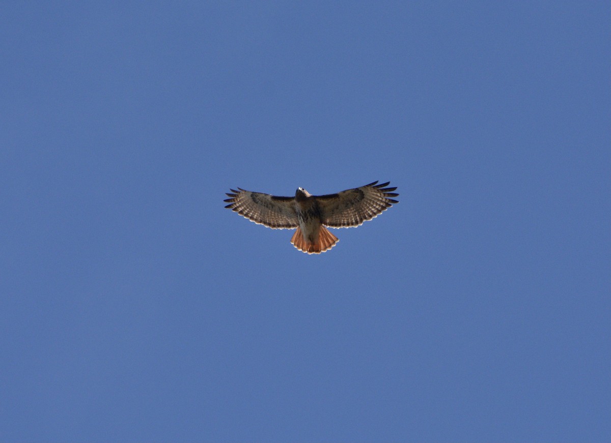 Red-tailed Hawk (umbrinus) - ML409909521