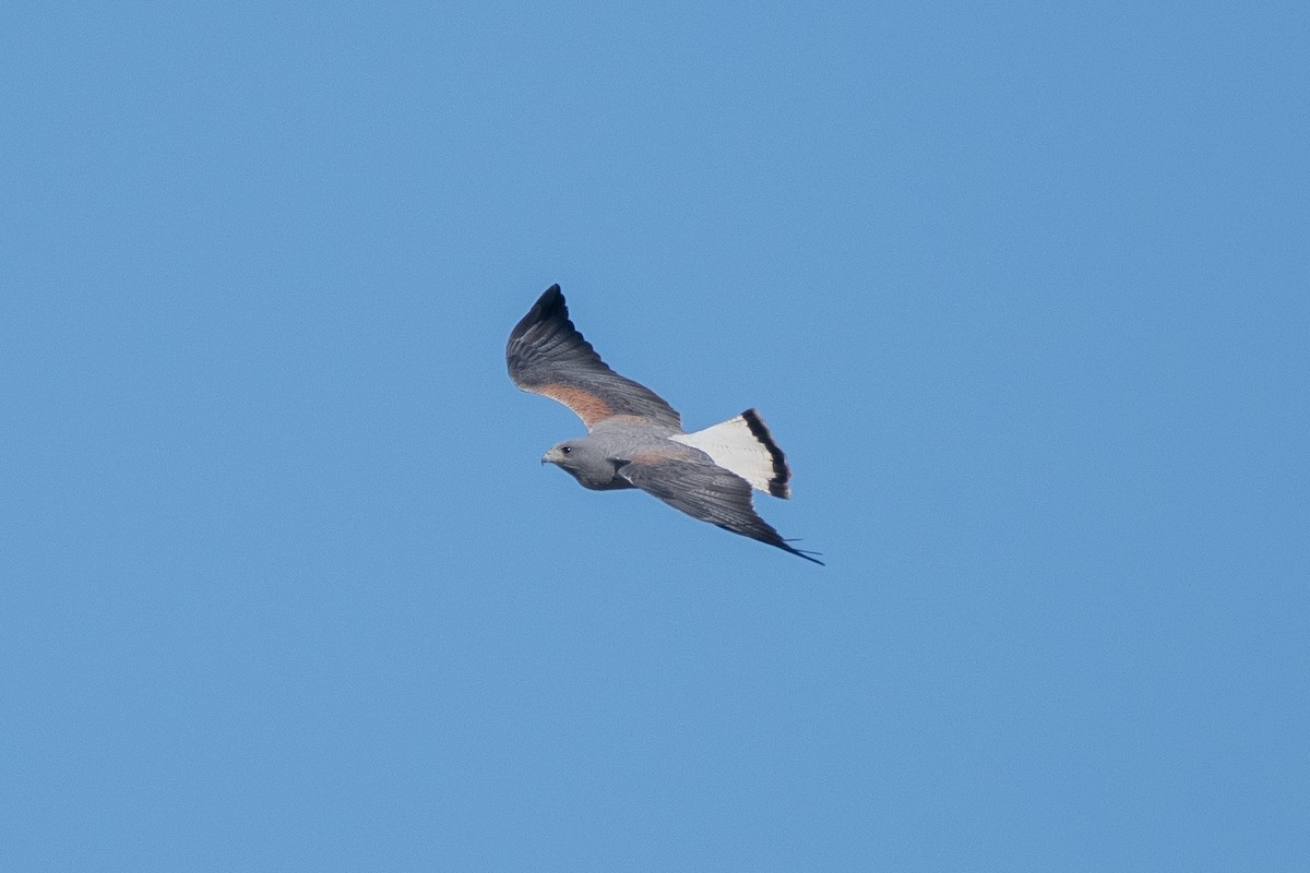 White-tailed Hawk - ML409915691