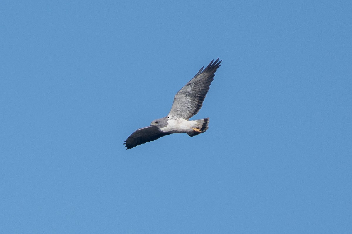White-tailed Hawk - ML409915721