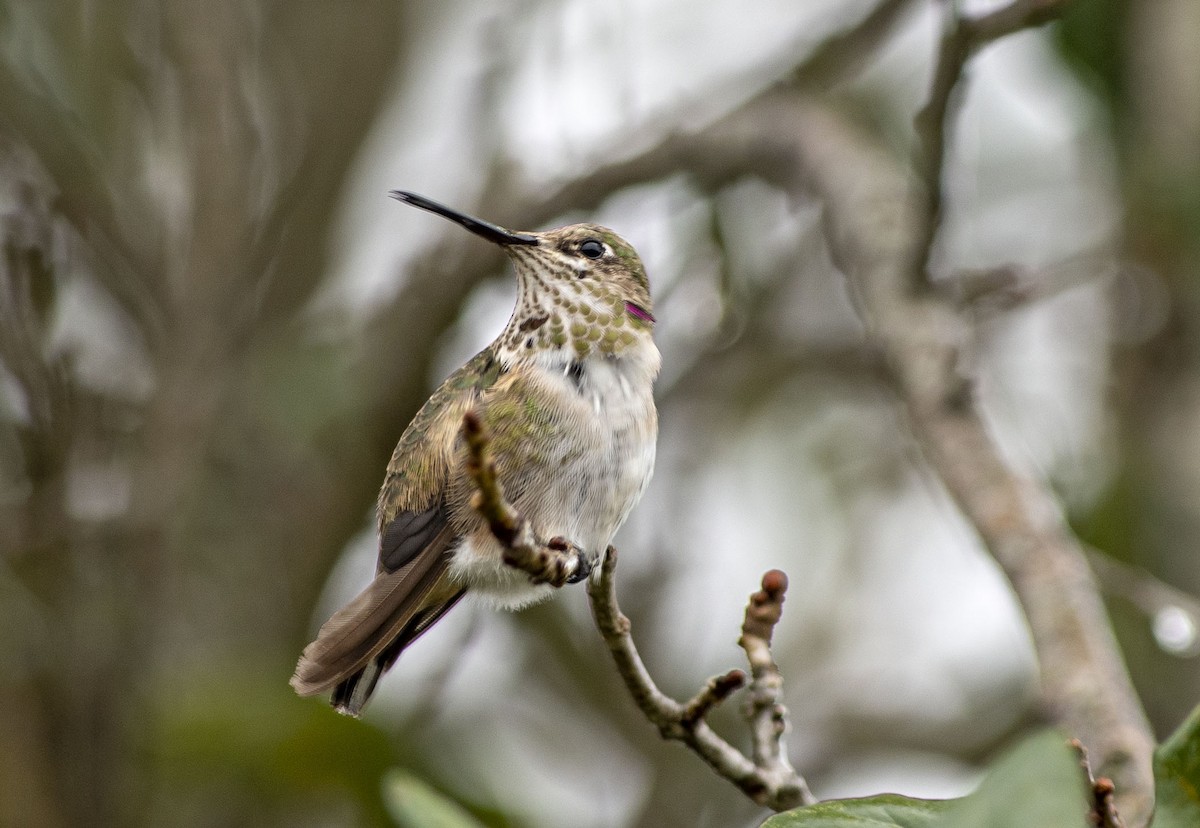 Calliope Hummingbird - Denny Swaby