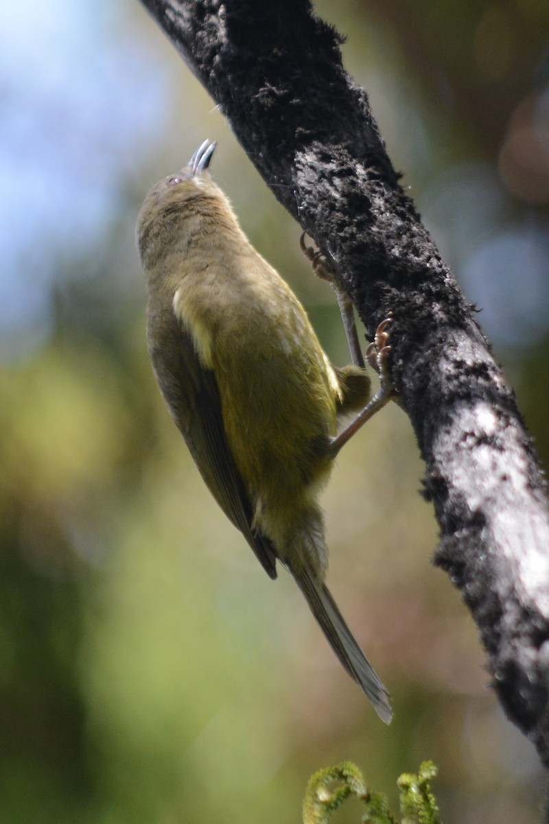 New Zealand Bellbird - Cathy Pasterczyk