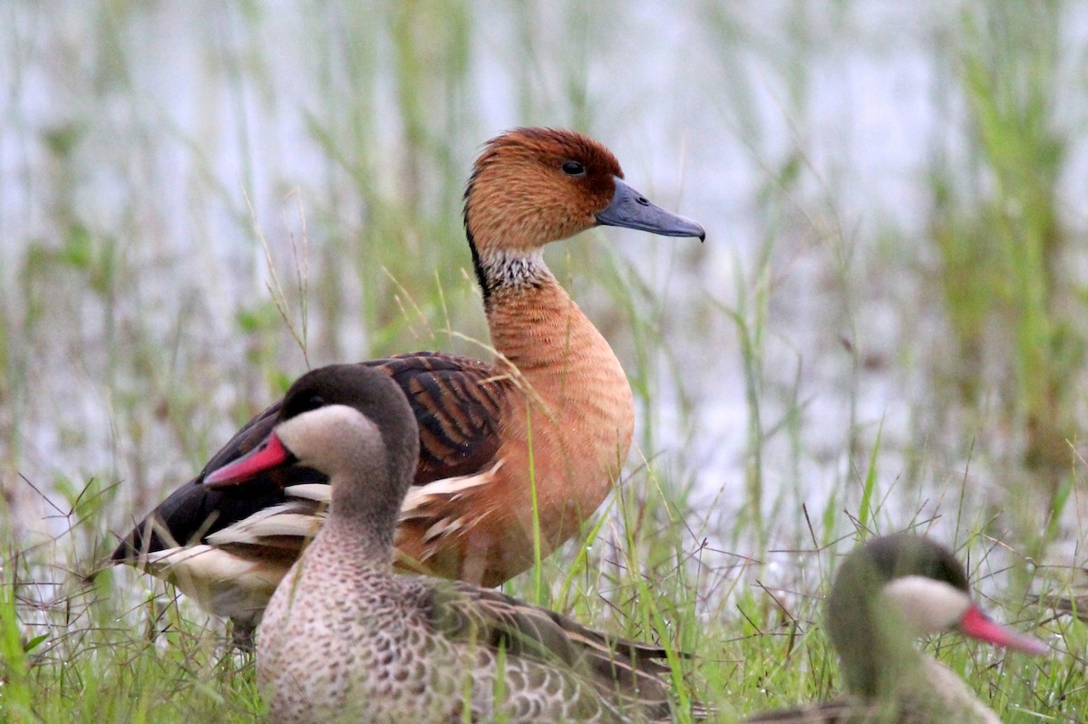 Fulvous Whistling-Duck - 少杰 郦