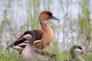Fulvous Whistling-Duck, ML409936331