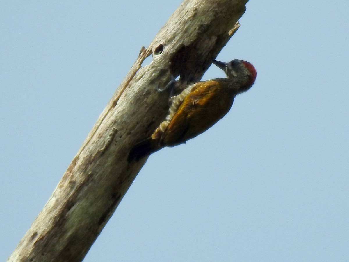 Little Woodpecker - ML409937011