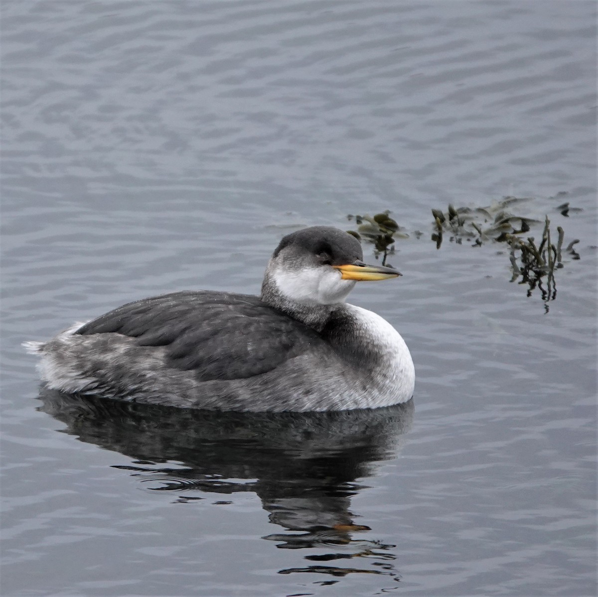 Red-necked Grebe - ML409937931