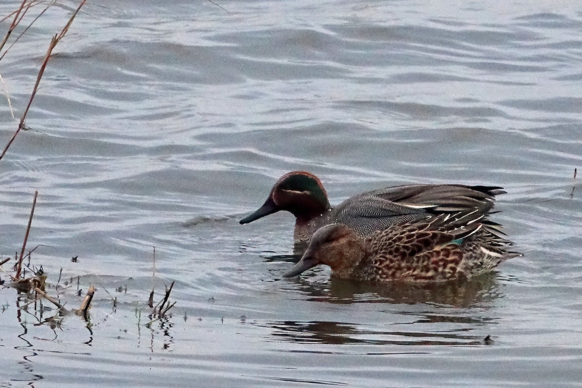 Green-winged Teal - ML409942581