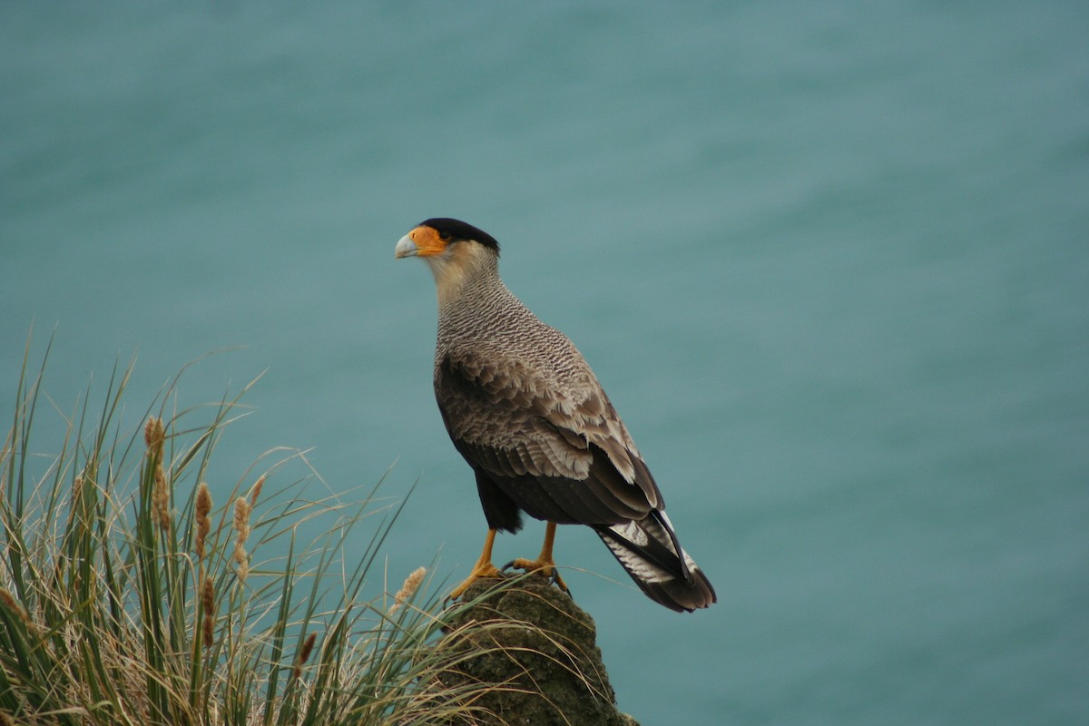 Crested Caracara (Southern) - ML409949961