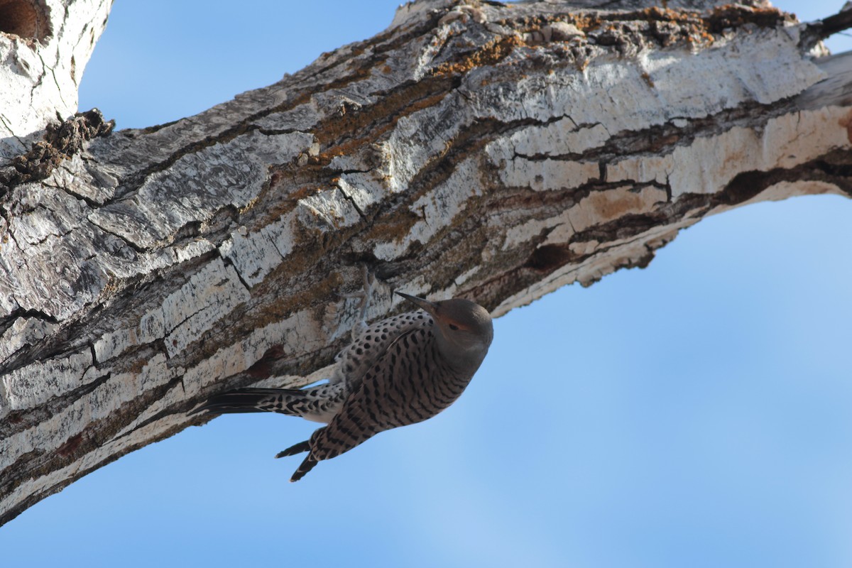 Northern Flicker (Red-shafted) - ML409950021