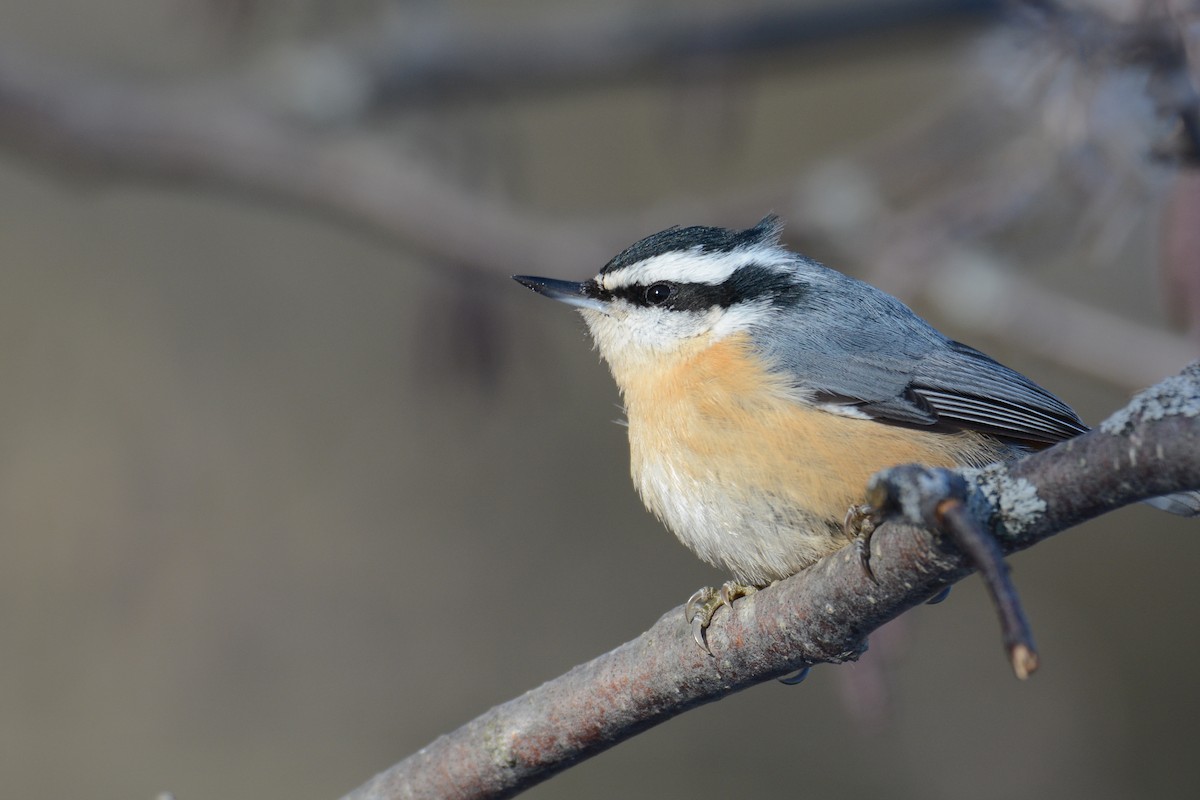 Red-breasted Nuthatch - ML409953661