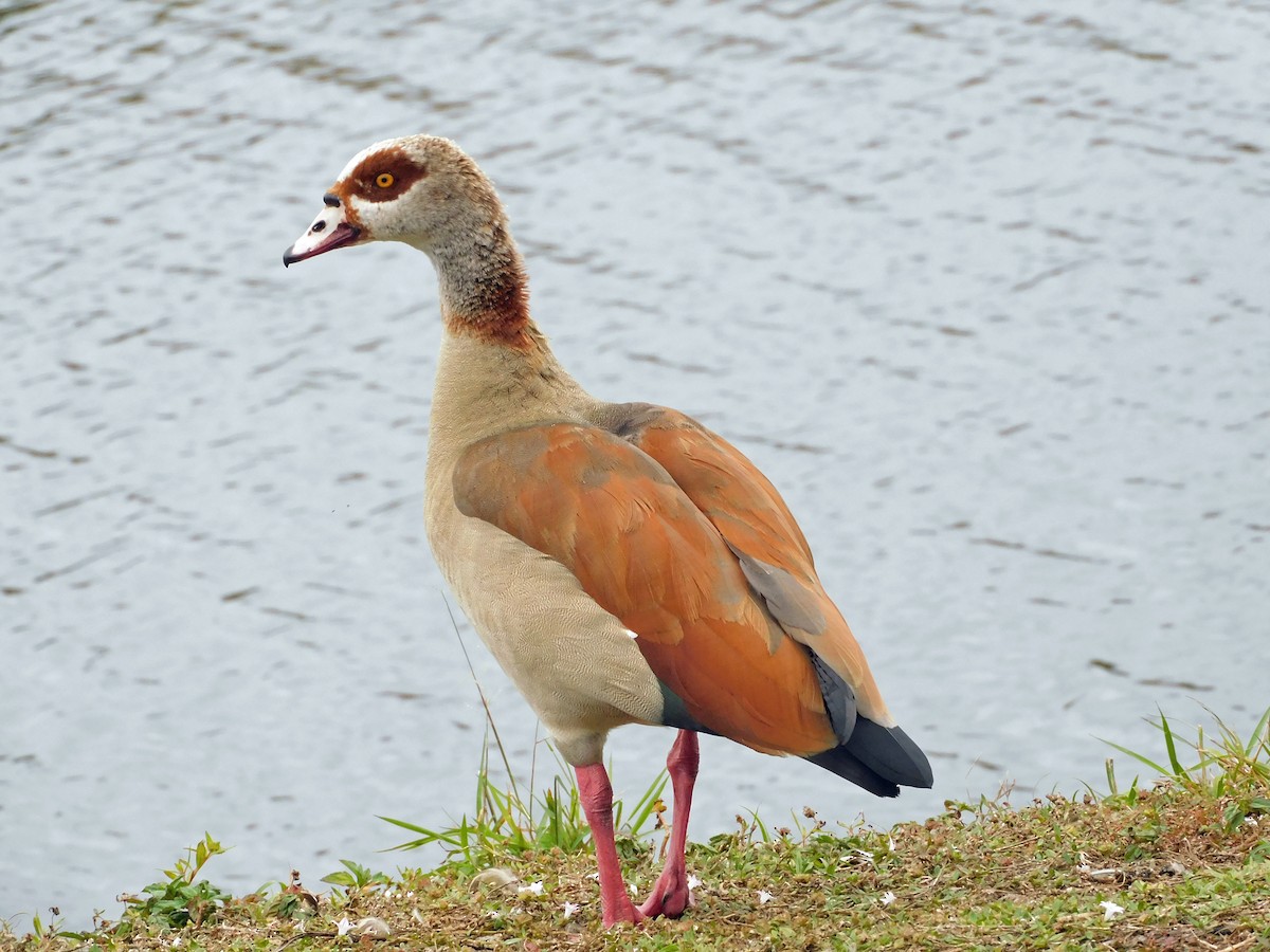 Egyptian Goose - Mark Penkower
