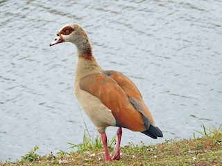 Egyptian Goose, ML409956161