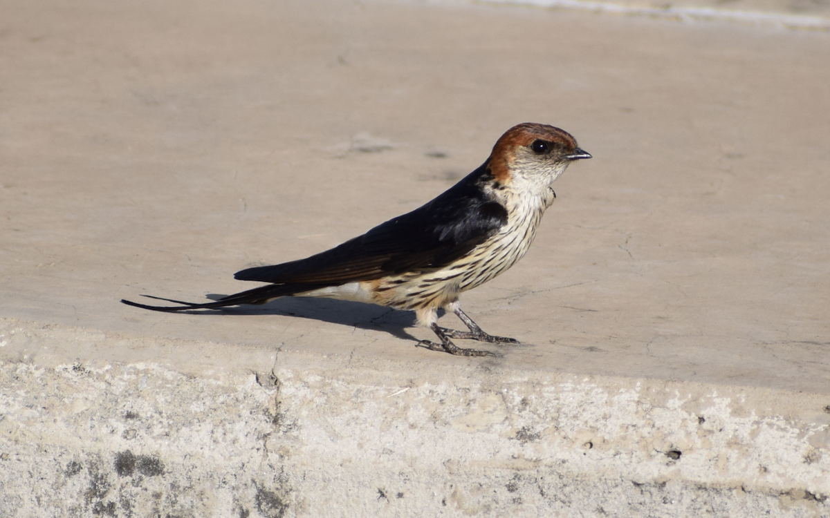 Greater Striped Swallow - Jacob Henry