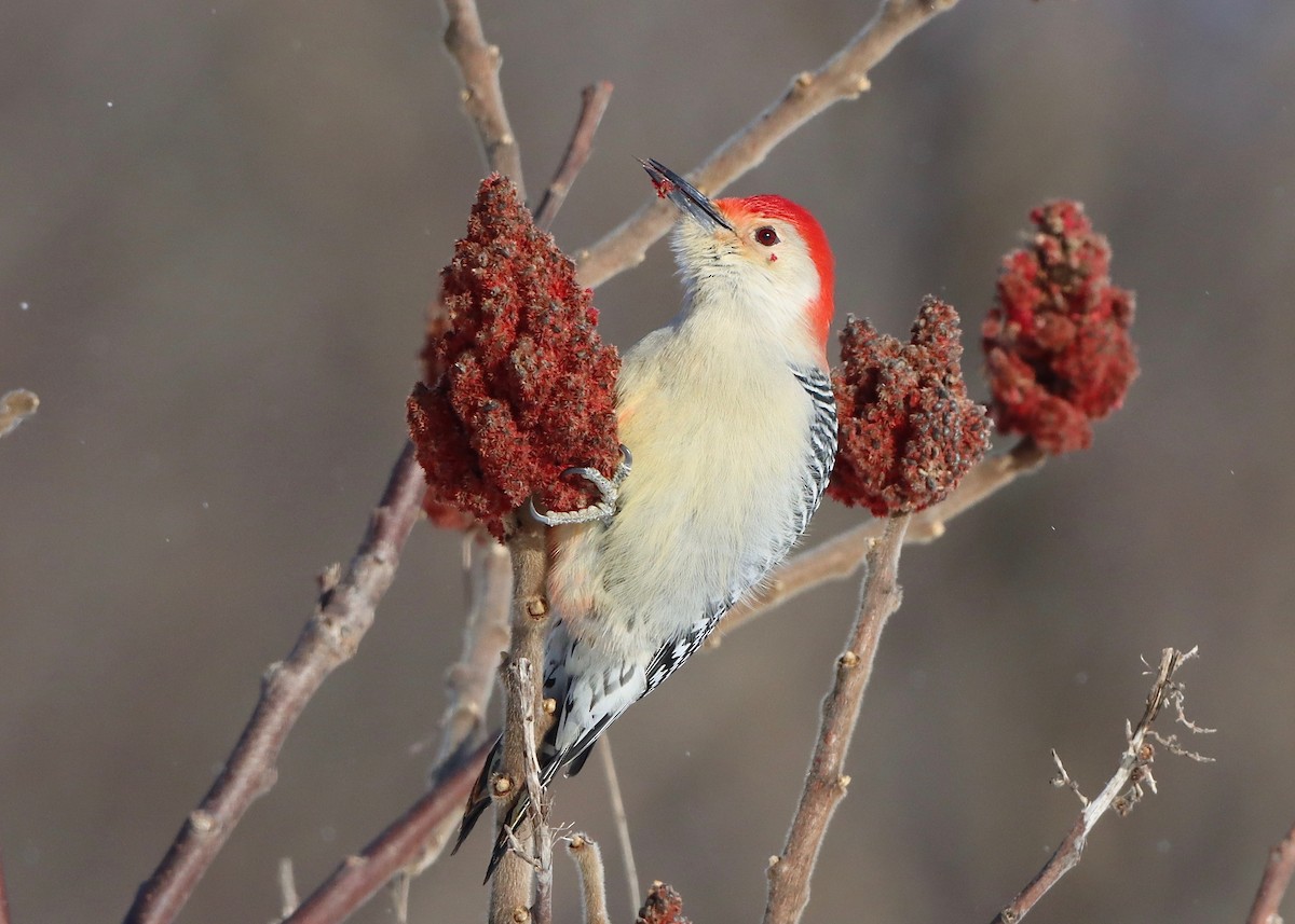 Red-bellied Woodpecker - ML409967781