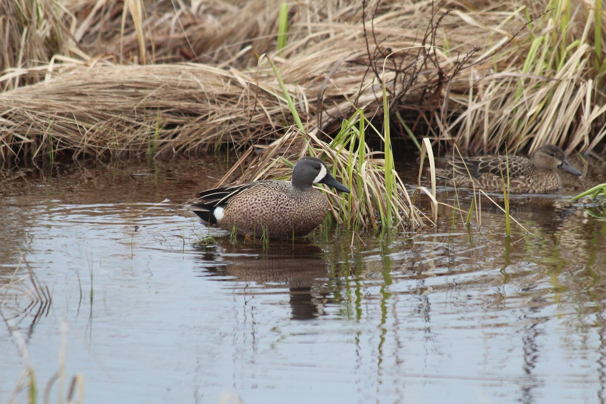 Blue-winged Teal - ML40996791