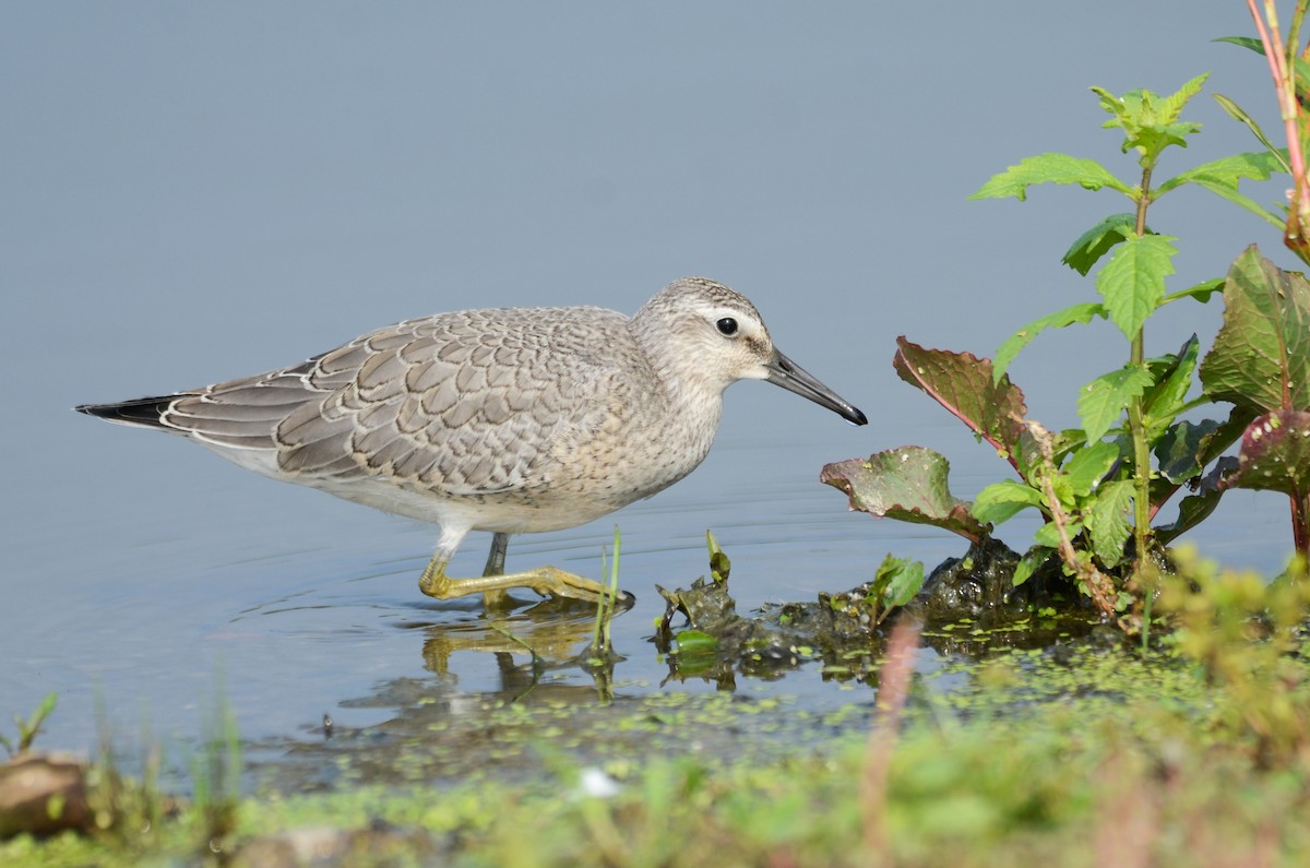 Red Knot - ML409970291