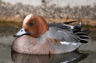 Eurasian Wigeon