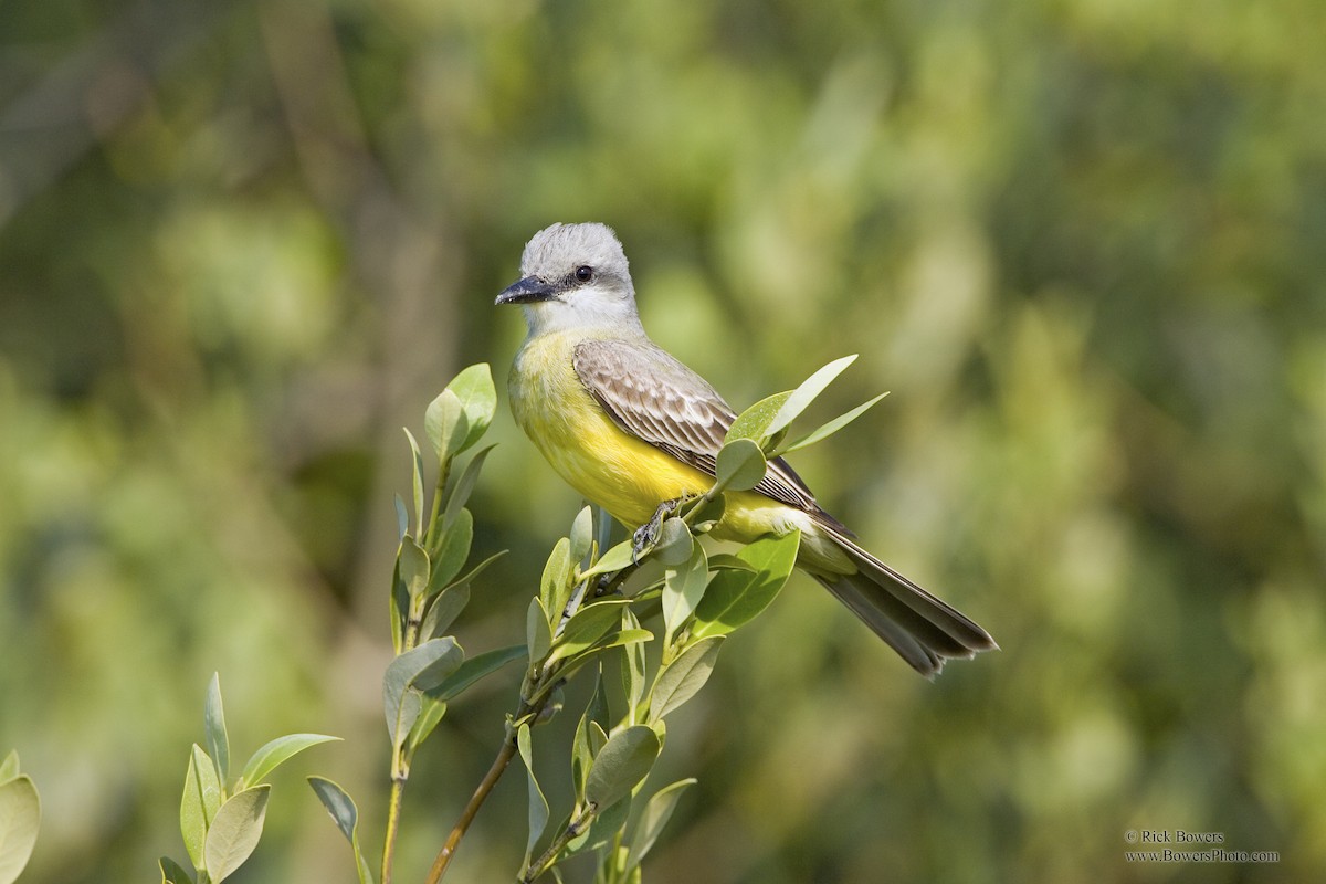 Couch's Kingbird - Rick Bowers