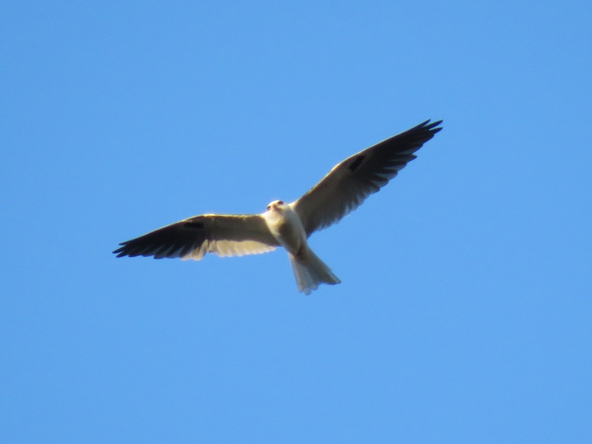White-tailed Kite - Juan Zambrano