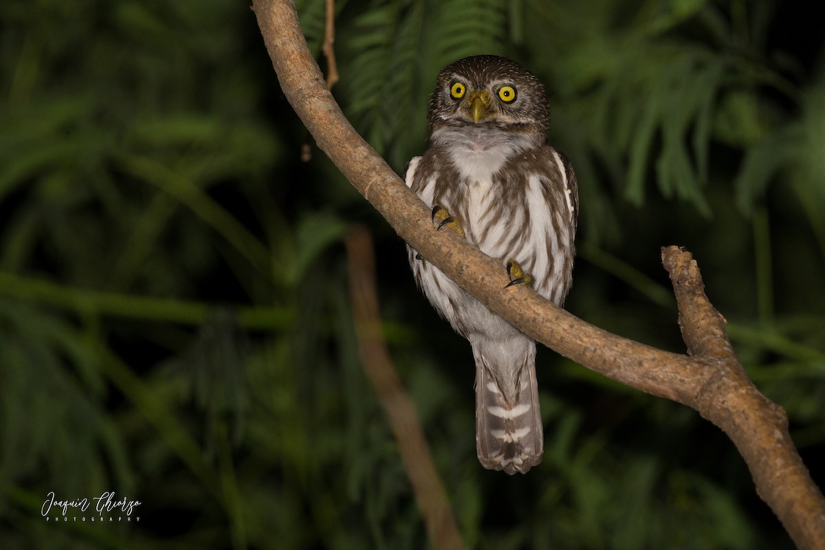 Ferruginous Pygmy-Owl - Ghiorzo Joaquín