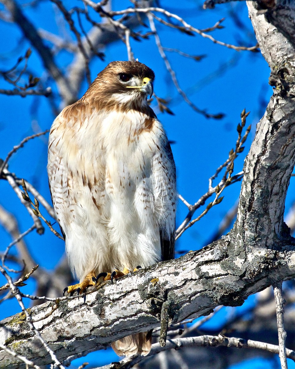 Red-tailed Hawk - ML409999411