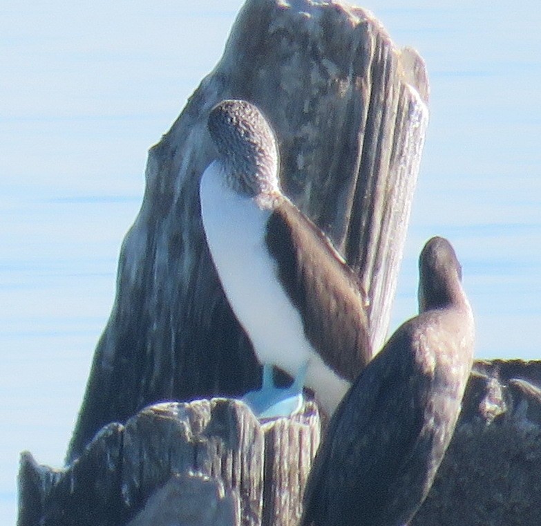 Blue-footed Booby - ML410008581