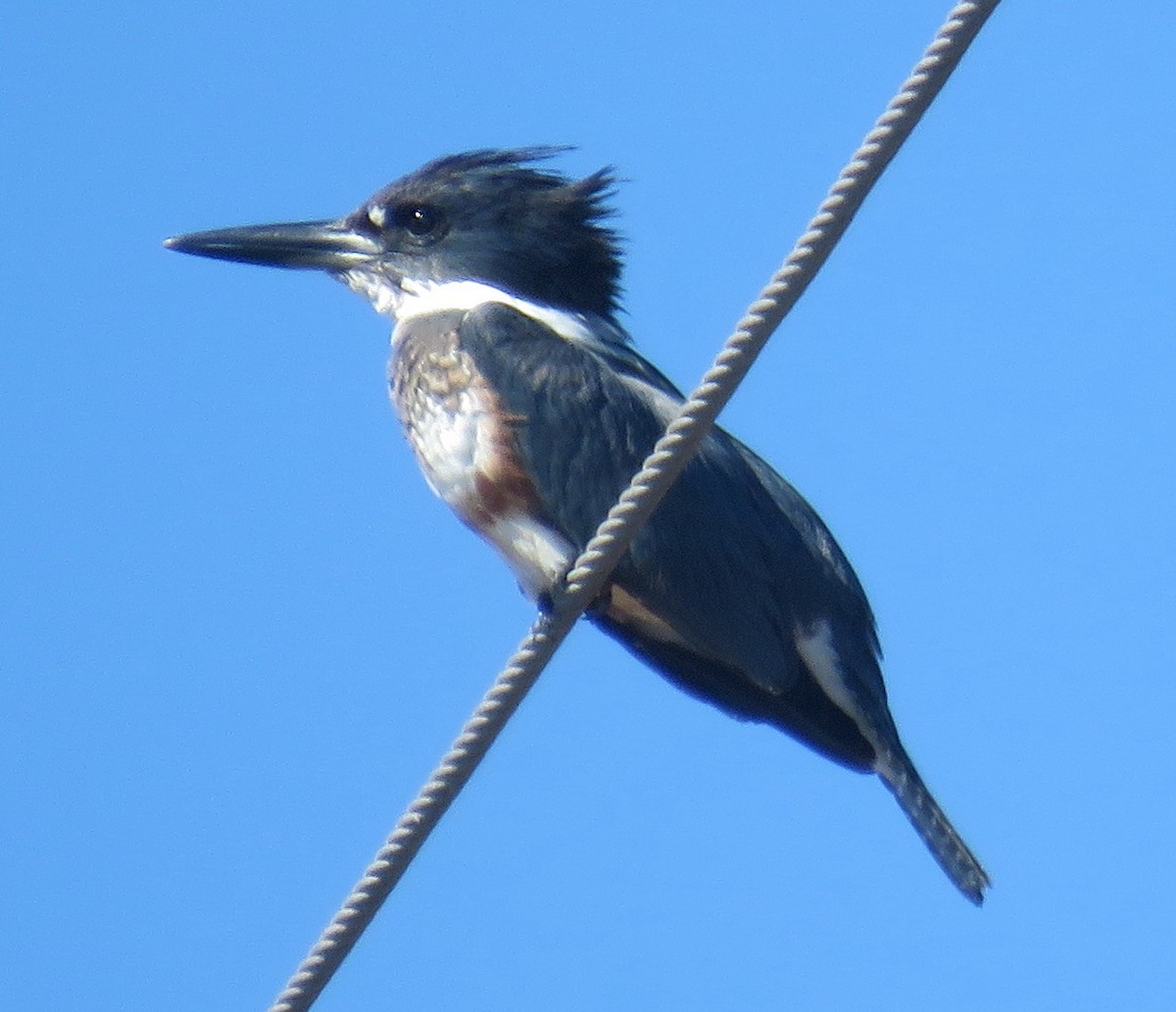 Belted Kingfisher - ML410009001