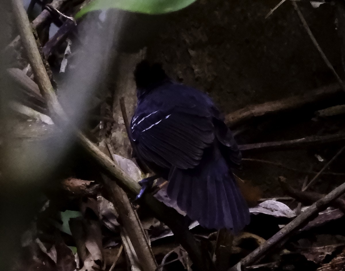 Black-headed Antbird (Hellmayr's) - ML410011181