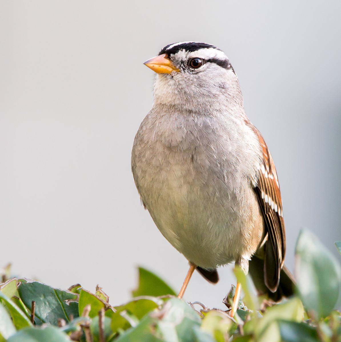 White-crowned Sparrow - ML410011881