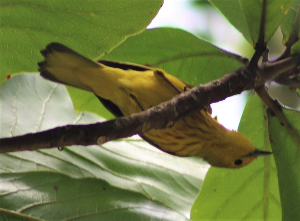Yellow Warbler - ML410012571