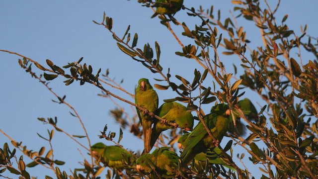 Meksika Yeşil Papağanı - ML410014701