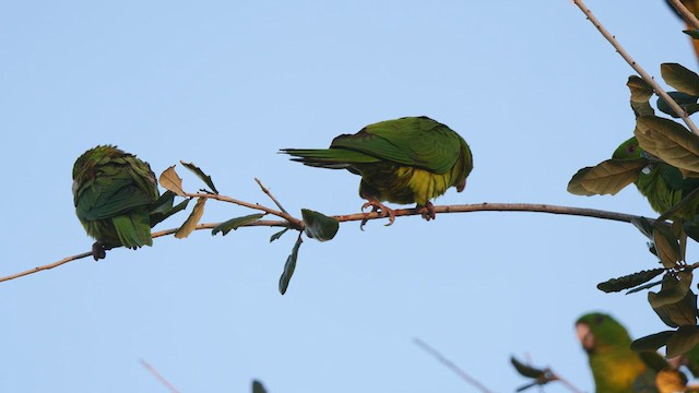 Meksika Yeşil Papağanı - ML410014731
