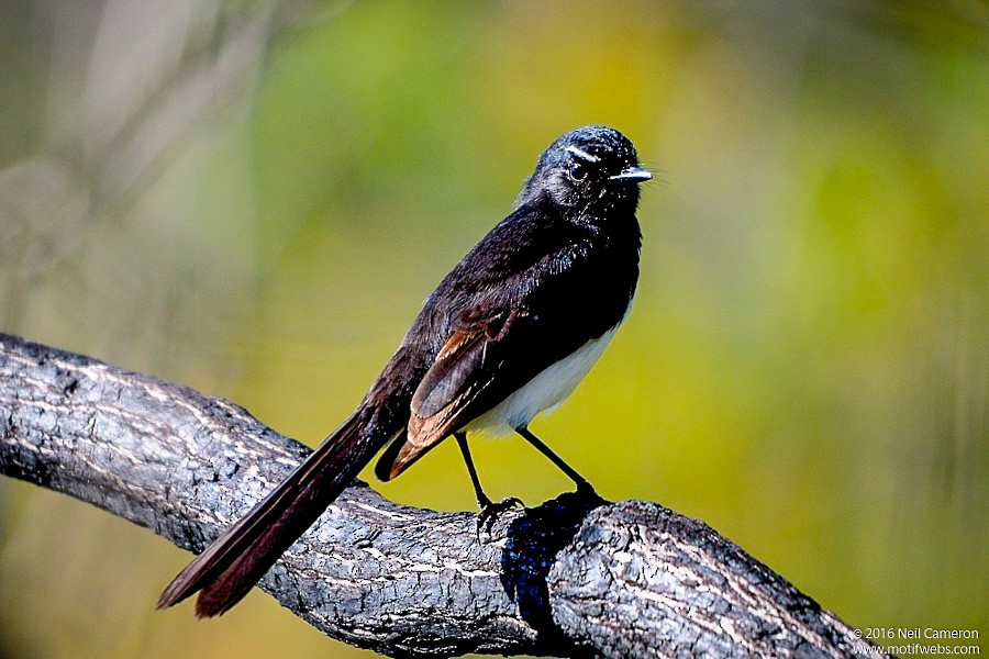 Willie-wagtail - Neil Cameron