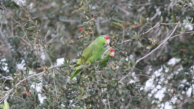 Red-crowned Parrot - ML410021611
