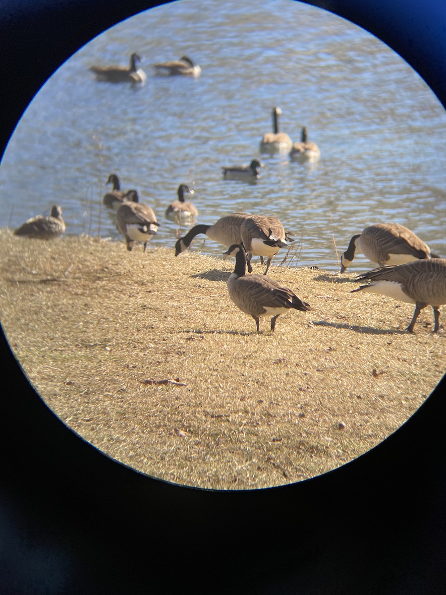 ebird-checklist-26-jan-2022-virginia-tech-vet-school-pond-15-species