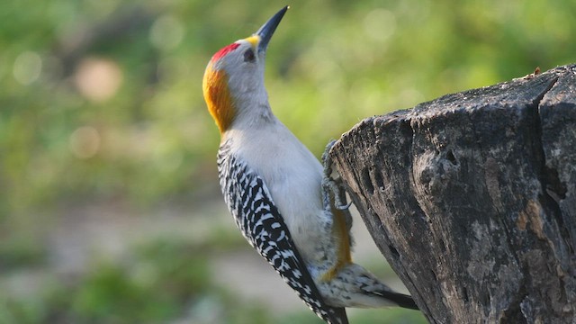 Golden-fronted Woodpecker - ML410025061