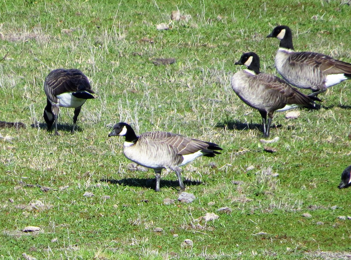 Cackling Goose (Aleutian) - ML410025231