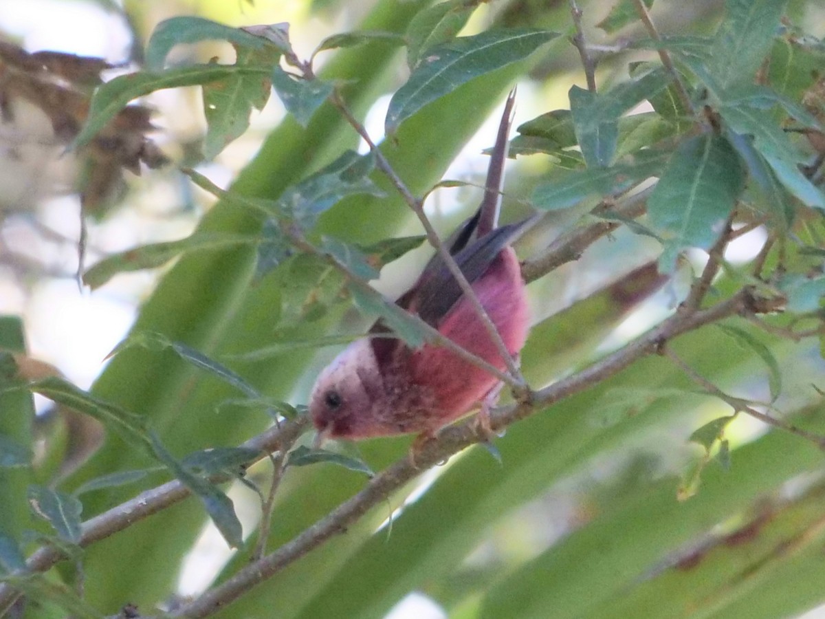 Pink-headed Warbler - ML410032261