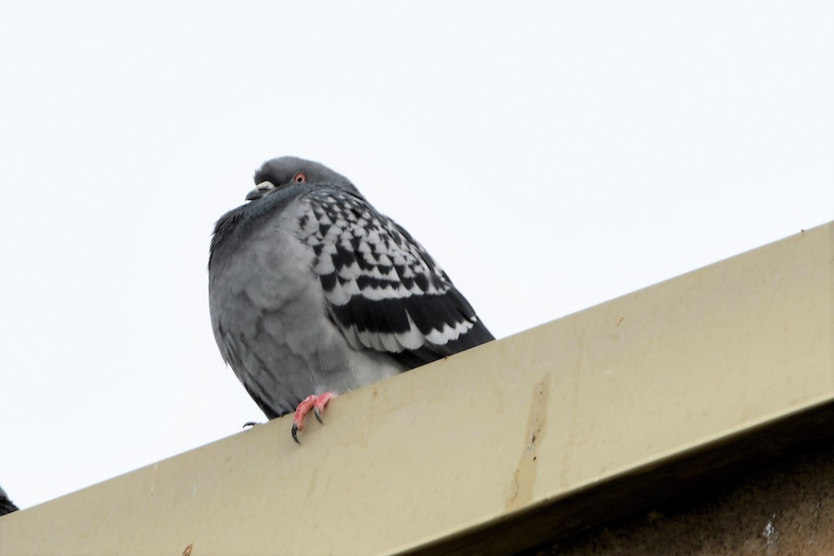 Rock Pigeon (Feral Pigeon) - ML410032291