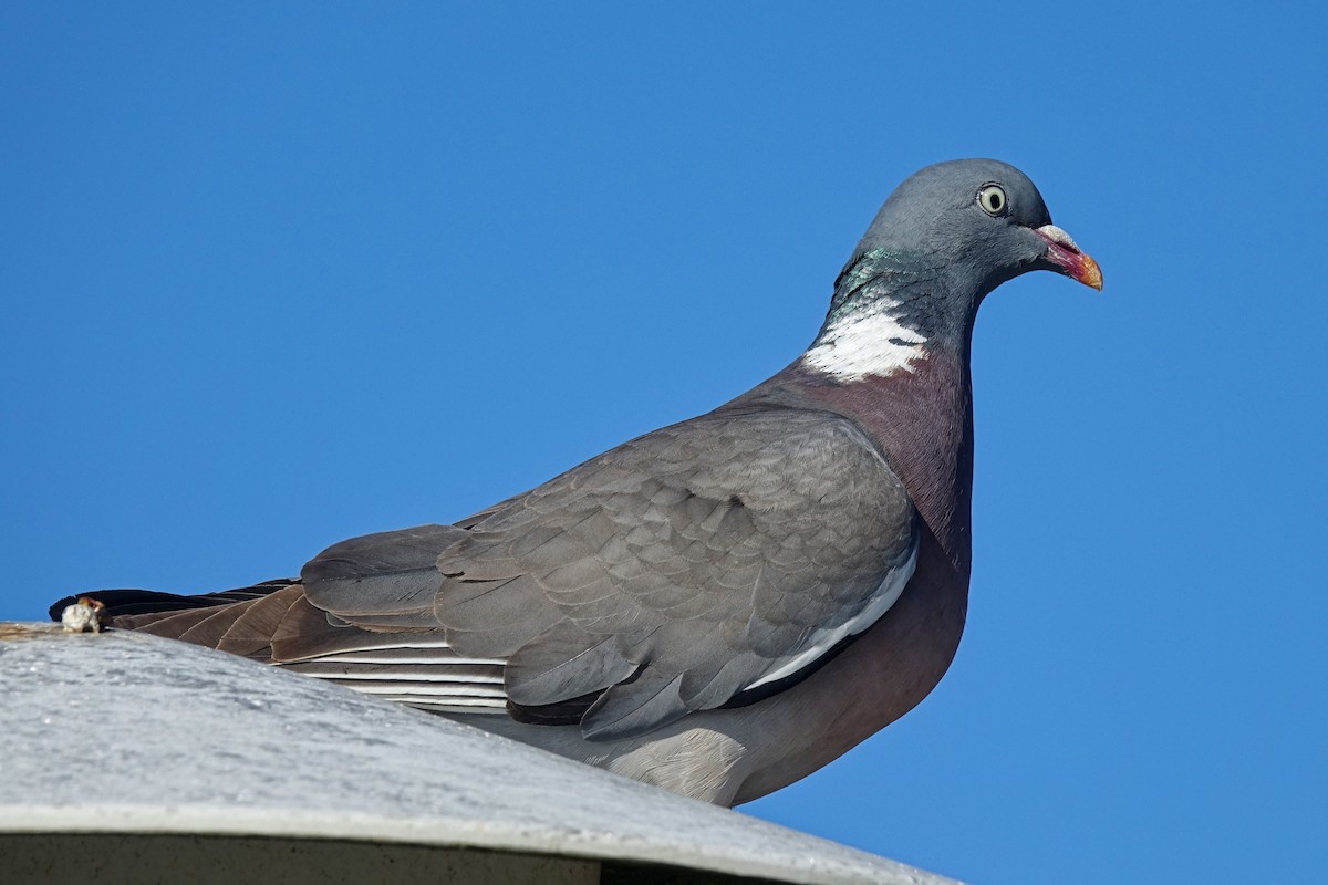 Pigeon ramier (groupe palumbus) - ML410040861