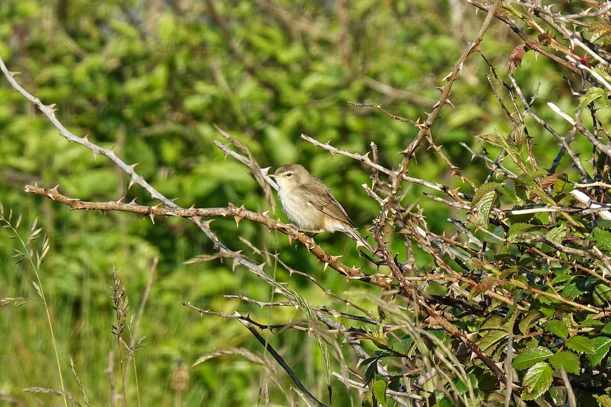 Booted Warbler - ML410040931