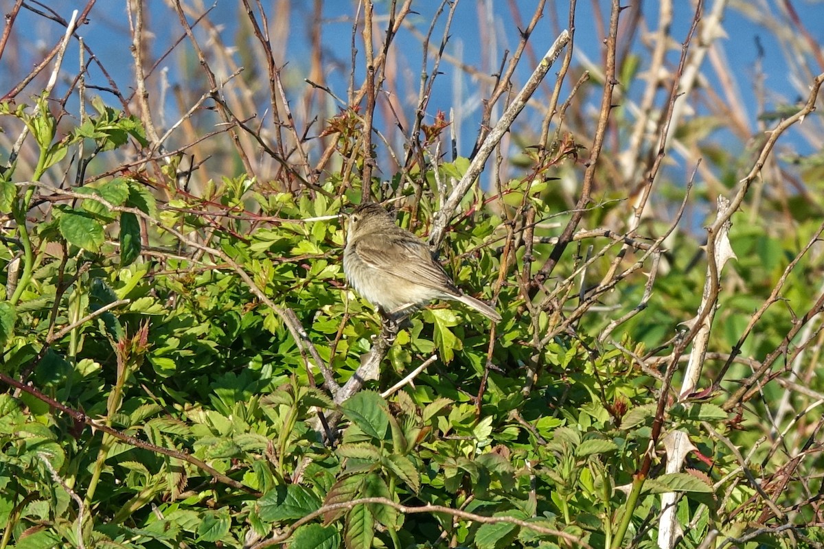 Booted Warbler - ML410040961