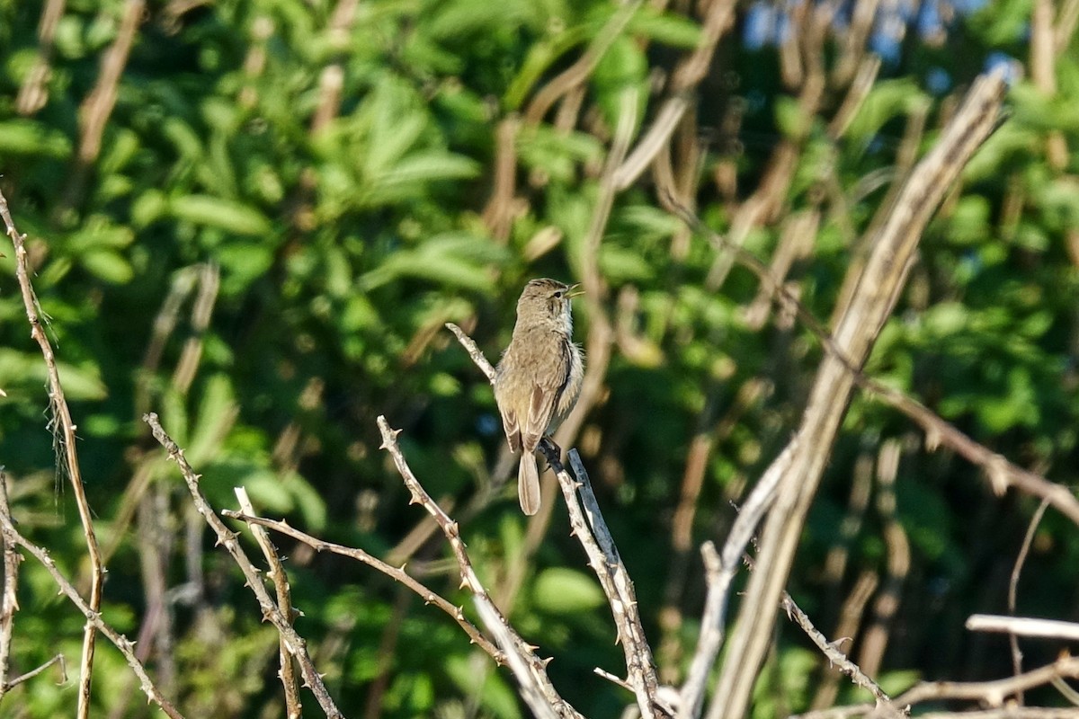 Booted Warbler - ML410040981