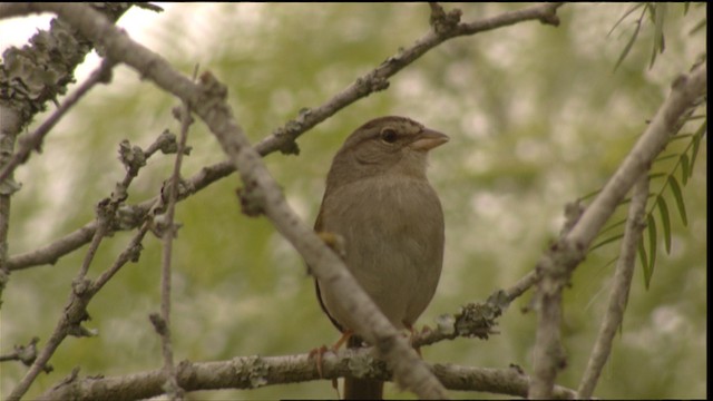  - Olive Sparrow (Olive)