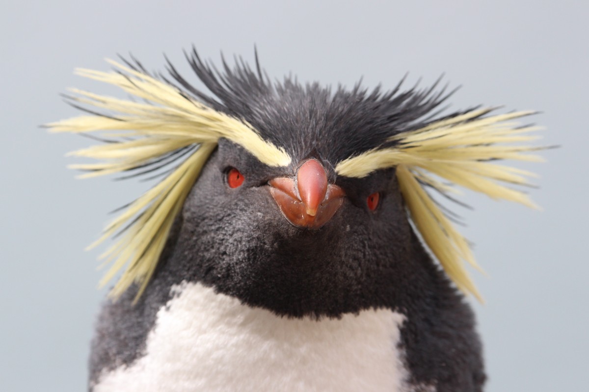 Moseley's Rockhopper Penguin - Alan Henry