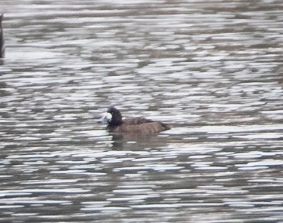 Greater Scaup - ML410047761