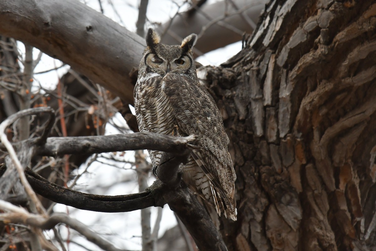 Great Horned Owl - ML410059601