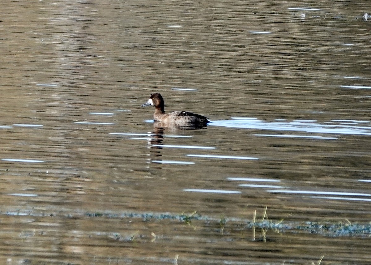 Greater Scaup - Dave Bengston
